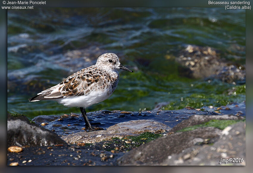 Sanderling