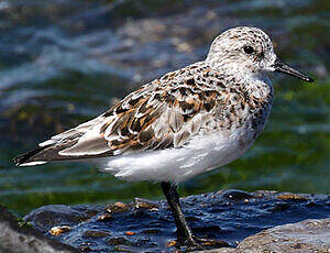 Bécasseau sanderling