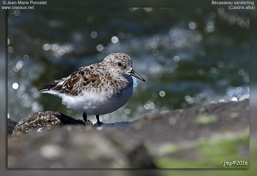 Bécasseau sanderling