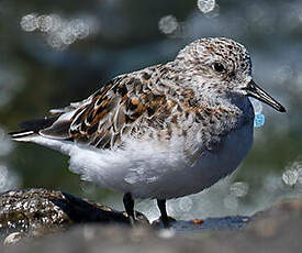 Bécasseau sanderling