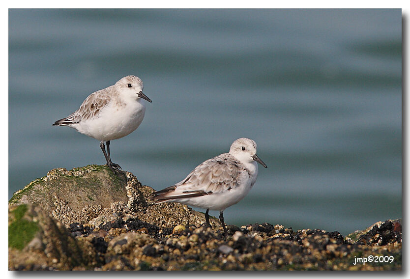 Bécasseau sanderling, identification