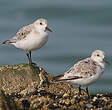 Bécasseau sanderling