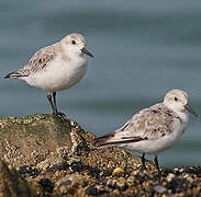 Sanderling