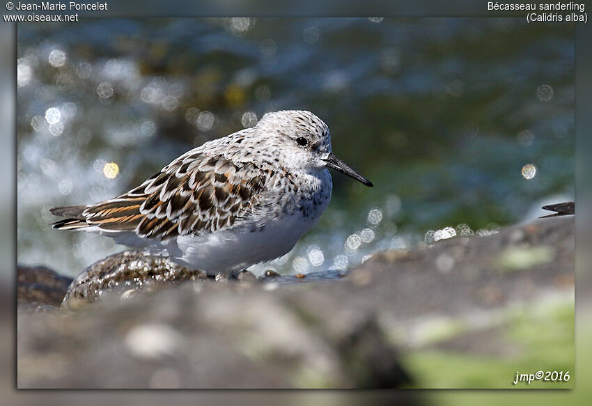 Bécasseau sanderling