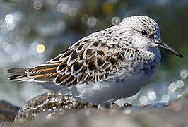 Bécasseau sanderling