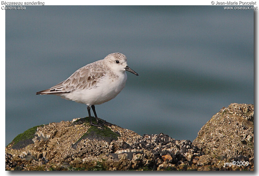 Bécasseau sanderling, identification