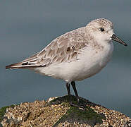 Bécasseau sanderling