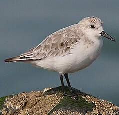 Bécasseau sanderling
