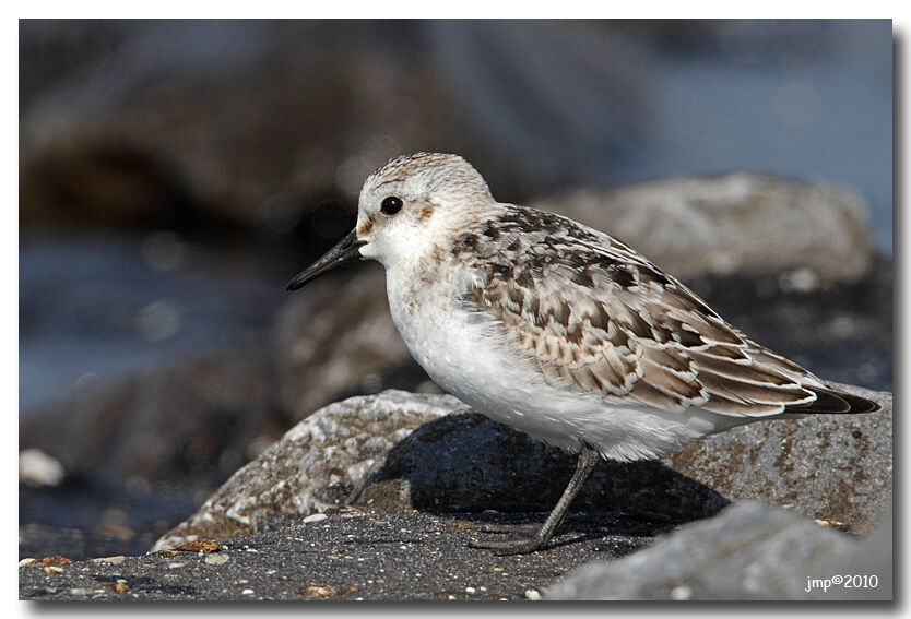 Bécasseau sanderling