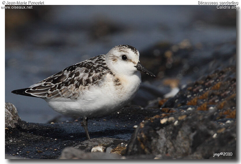 Bécasseau sanderling