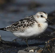 Bécasseau sanderling