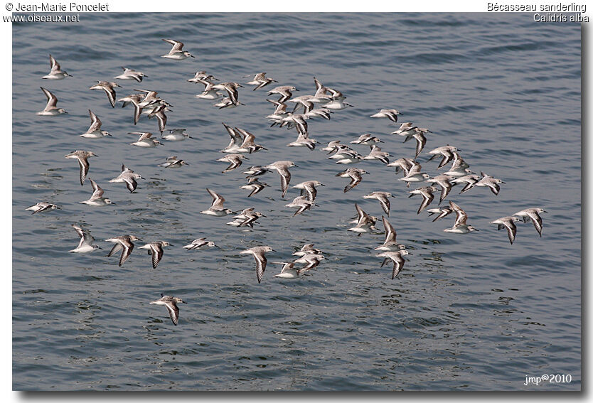 Bécasseau sanderling