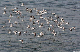 Bécasseau sanderling