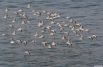 Bécasseau sanderling