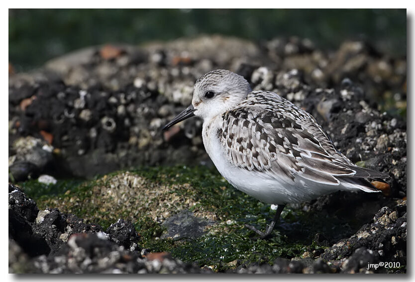 Bécasseau sanderling