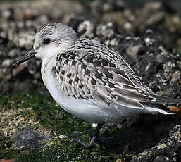 Bécasseau sanderling