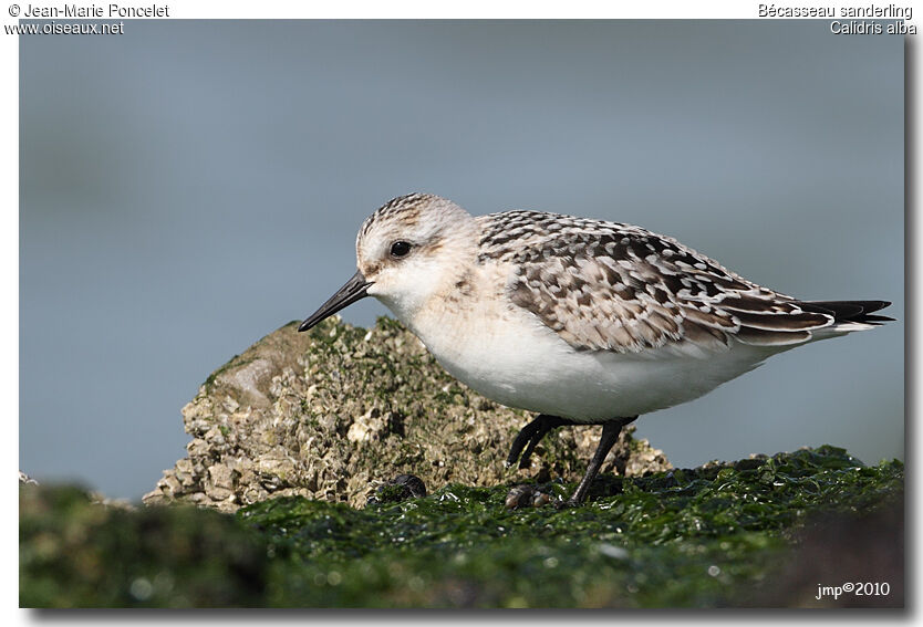 Bécasseau sanderling