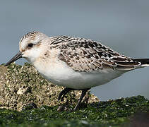 Bécasseau sanderling