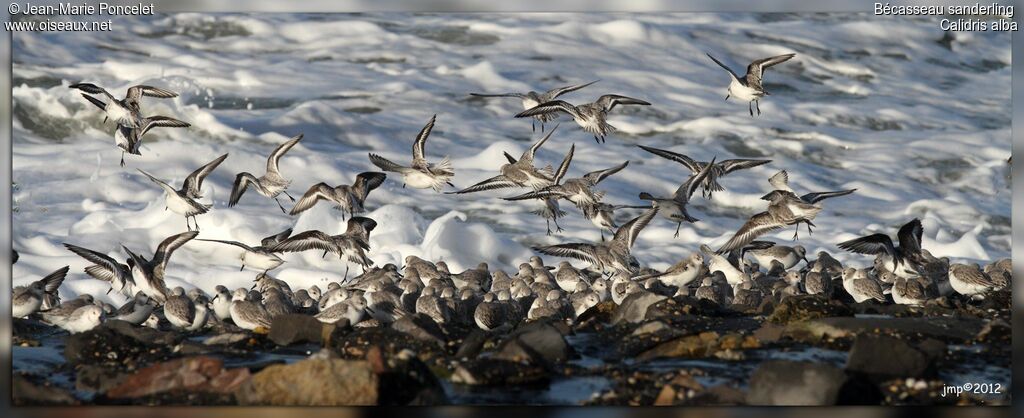 Bécasseau sanderling