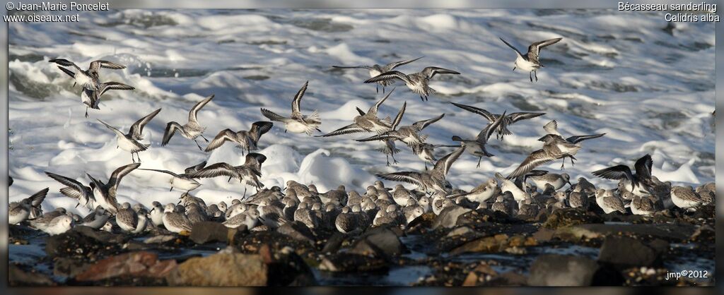 Sanderling