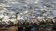 Bécasseau sanderling