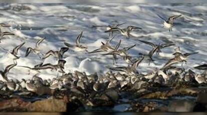 Bécasseau sanderling