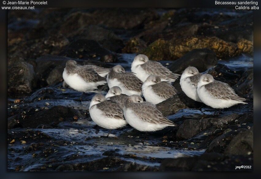 Bécasseau sanderling