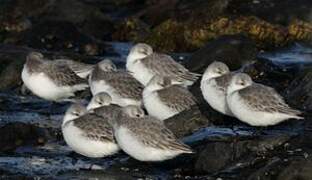 Bécasseau sanderling