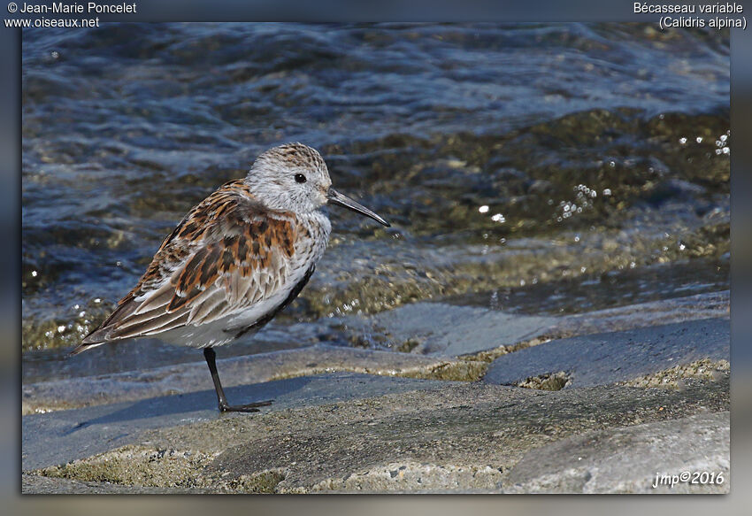 Bécasseau variable