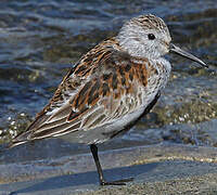 Dunlin