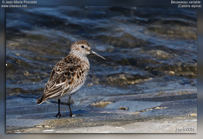 Bécasseau variable