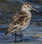 Dunlin