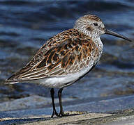 Dunlin