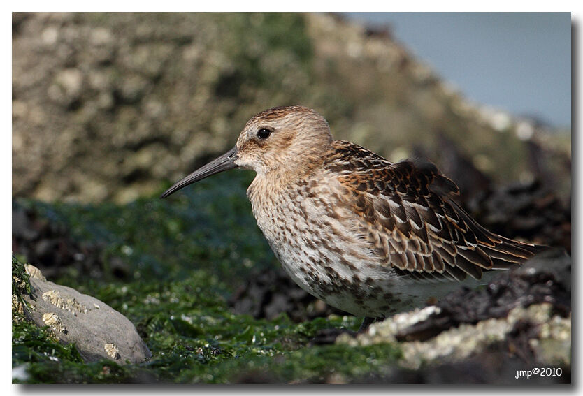 Bécasseau variable