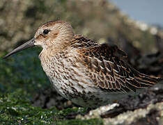 Dunlin