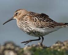 Dunlin