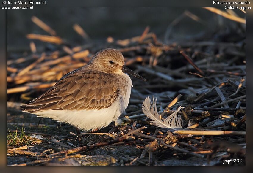 Dunlin