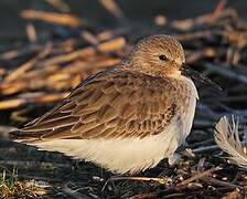 Dunlin