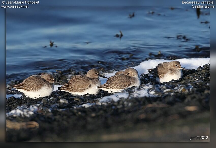 Dunlin