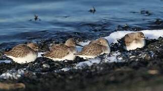 Dunlin