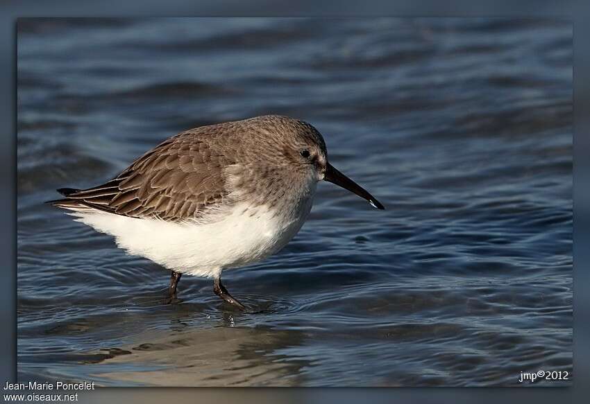 Dunlinadult post breeding, identification