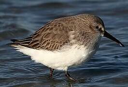 Dunlin