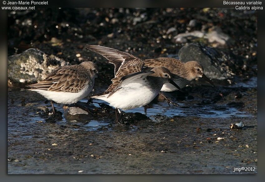 Bécasseau variable