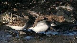 Dunlin