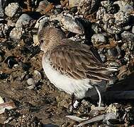 Dunlin