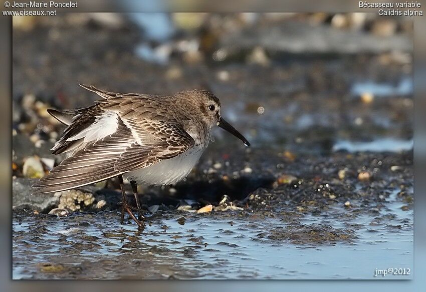 Dunlin