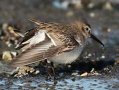 Dunlin