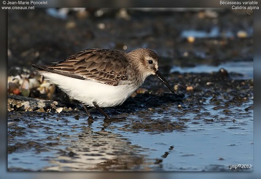 Bécasseau variable