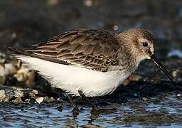 Dunlin