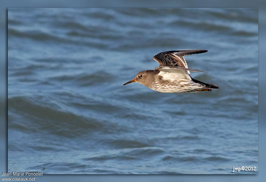 Purple Sandpiperadult, Flight